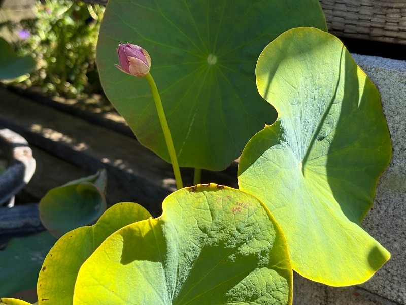 Summer patio containers